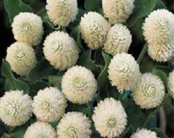 40+ White Gomphrena / Annual / Flower Seeds.