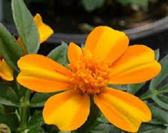 35+ Bambino Orange and Yellow Bi-Color Mariglod / French Dwarf / Annual / Flower Seeds.