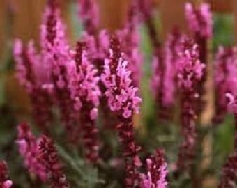 40+ Rose Queen Salvia / Perennial / Flower Seeds.