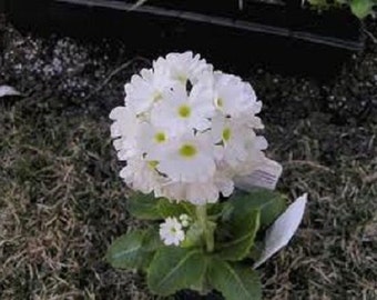 30+ Primula Snowball / Sweet Scent / Shade Loving / Perennial / Flower Seeds.