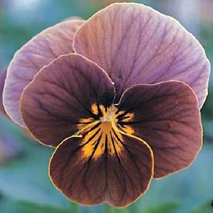 30+ Viola Frosted Chocolate / Sweetly Scented / Perennial / Flower Seeds.