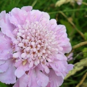 May include: A close-up of a pink flower with a cluster of small, white flowers in the center. The flower has a soft, delicate texture.