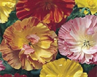 40+ Poppy Califofnia Mission Bells Mix / Papaver / Perennial / Flower Seeds.
