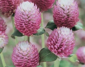 40+ Rose Bi-Color Gomphrena / Annual / Flower Seeds.