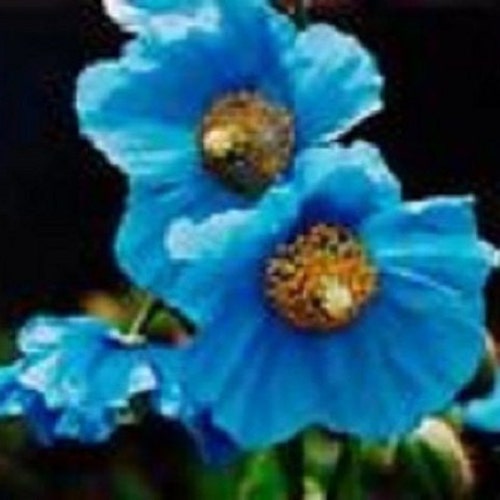 20+ Poppy Himilayan Blue / Perennial / Flower Seeds.