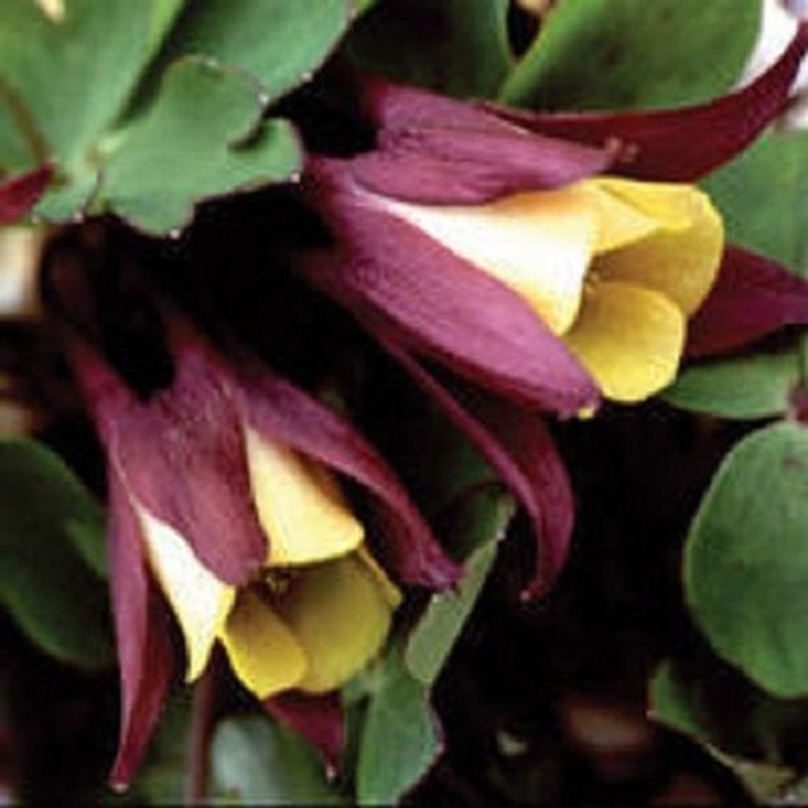 50 Oriental Columbine Aquilegia / Perennial / Flower Seeds