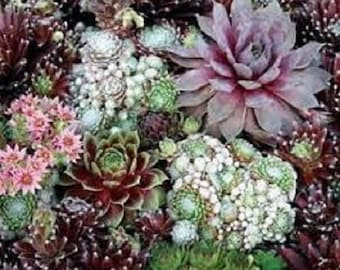 50+ Sempervivum Mix / Hardy Species / Perennial / Flower Seeds.