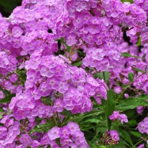 30+ Phlox Light Purple / Fragrant / Shade-Loving / Perennial / Flower Seeds.