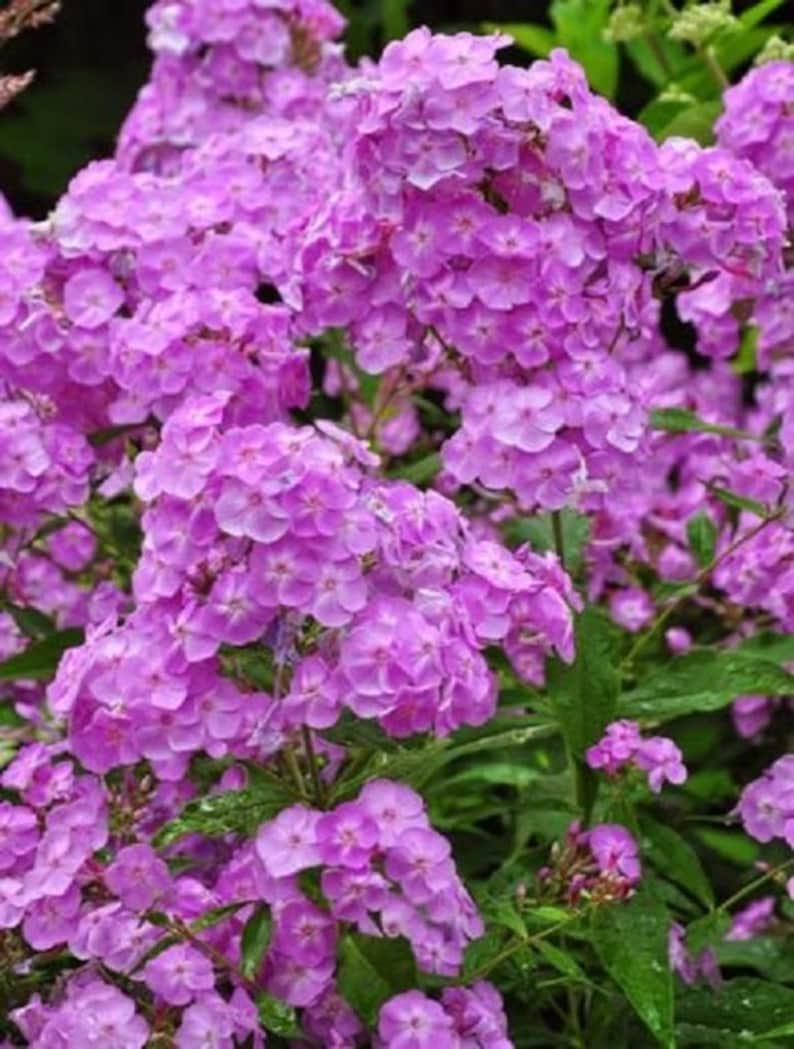 DWARF PERENNIAL EASY FRAGRANT FLOWER SEEDS PHLOX PETTICOAT MIX 30