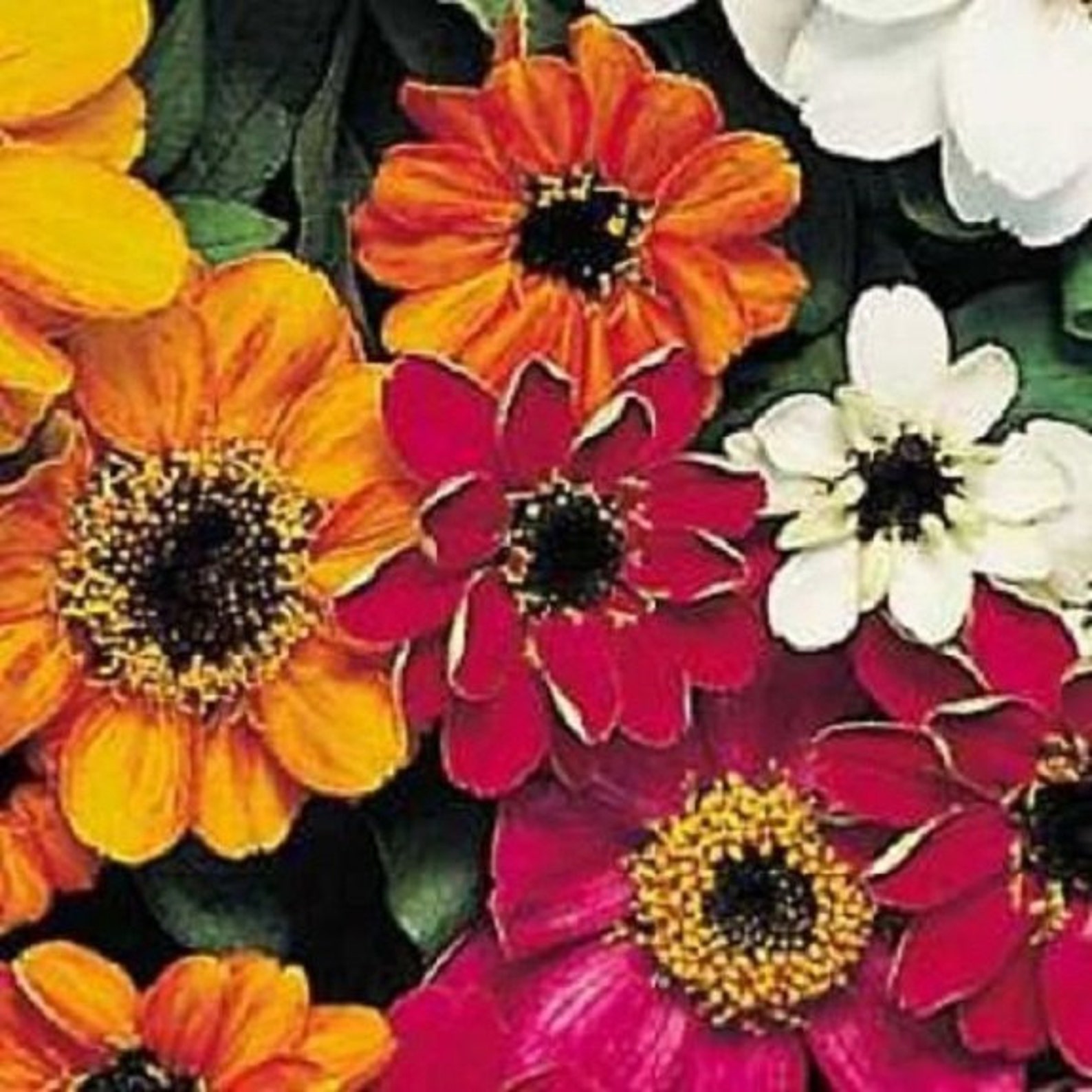50 Zinnia Profusion Mix / Disease Resistant / Flower Seeds. Etsy