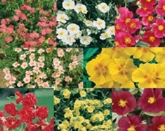 50+ Helianthemum Rock Rose Mix / Evegreen / Groundcover / Perennial / Flower Seeds.