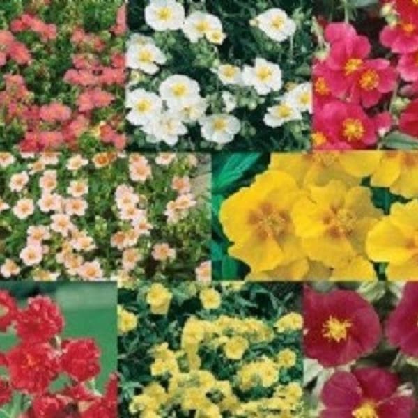 50+ Helianthemum Rock Rose Mix / Evegreen / Groundcover / Perennial / Flower Seeds.