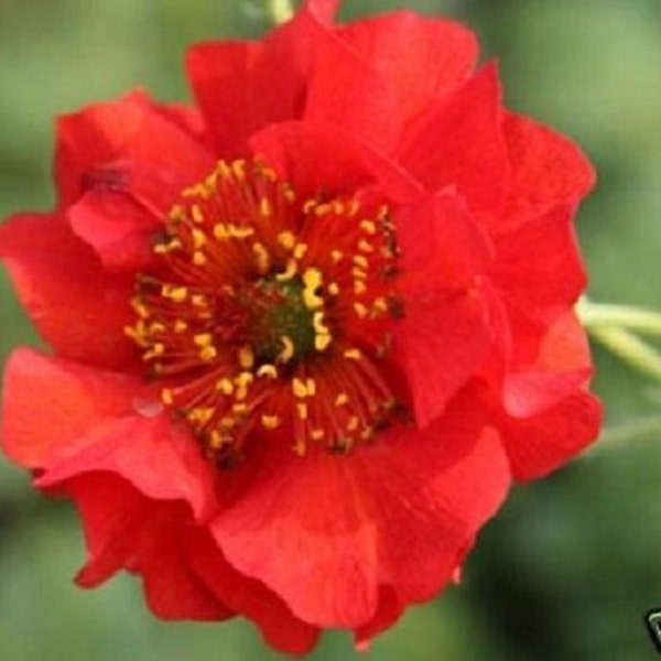 50+  Giant Red Blazing Sunset Geum / Perennial / Flower Seeds.