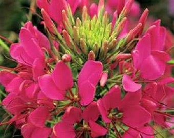 50+ Rose Queen Giant Cleome / Perennial / Flower Seeds.