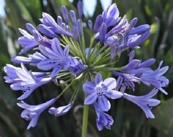 25+ Blue Agapanthas / African Lily / Perennial /  Flower Seeds.