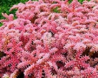 50+ Seastar Sedum / Perennial / Flower Seeds.