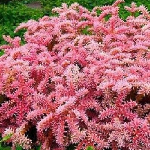 50 Cherry Red Summer Glory Sedum / Perennial Flower Seeds - Etsy