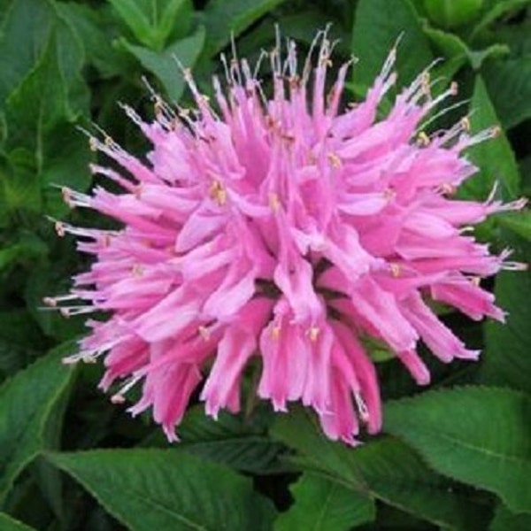 Más de 50 monarda rosa/bálsamo de abeja/perenne/semillas de flores.
