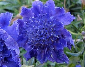 35+ Dark Blue Pincushion Scabiosa / Perennial / Flower Seeds.