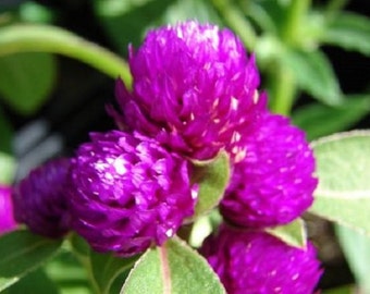 40+ Purple Gnome Gomphrena / Annual / Flower Seeds.