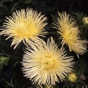 May include: Close-up of several pale yellow aster flowers with long, thin petals radiating from a central core. The flowers are in full bloom, set against a dark green background of foliage.