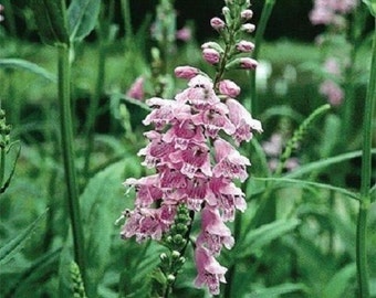 40+ Obedient Plant Pink  / False Dragon Head / Perennial / Flower Seeds.