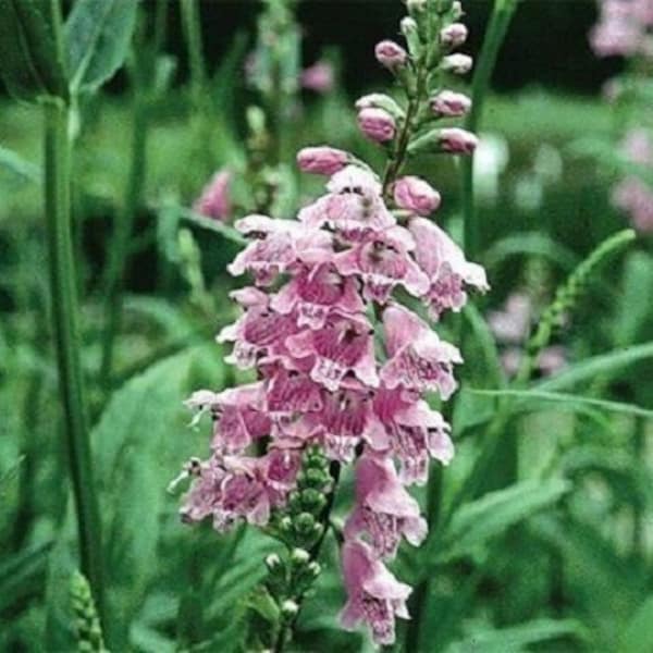 40+ Obedient Plant Pink  / False Dragon Head / Perennial / Flower Seeds.