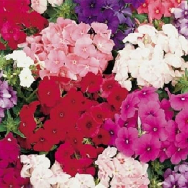 30+ Phlox Petticoat Dwarf Mix / Fragrant / Shade Loving / Perennial / Flower Seeds.