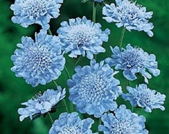 25+ Light Blue Pincushion Scabiosa / Perennial / Flower Seeds.