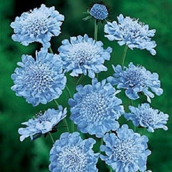 Más de 25 semillas de acerico azul claro Scabiosa/perenne/flor.