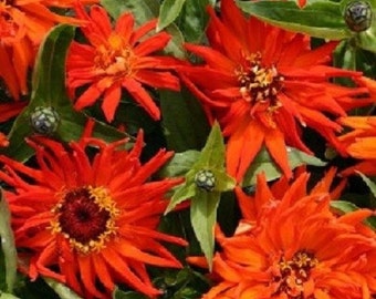 30+ Giant Inca Orange Cactus Zinnia / Long-Lasting / Annual / Flower Seeds.