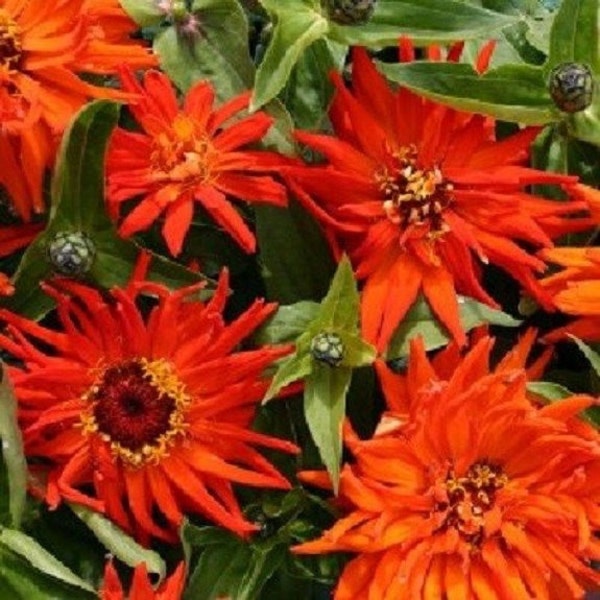 30+ Giant Inca Orange Cactus Zinnia / Long-Lasting / Annual / Flower Seeds.