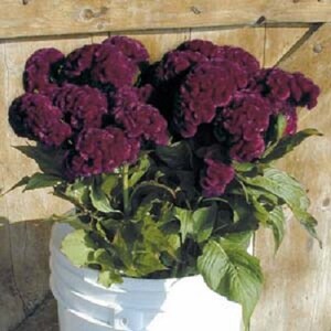 30+ Cramer&#39;s Burgundy Cockscomb Celosia / Annual / Flower Seeds.