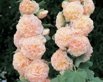 30+ Salmon Color Double Hollyhock / Alcea Rosea / Perennial / Flower Seeds.