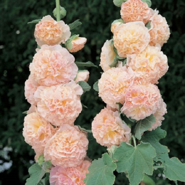 30+ Salmon Color Double Hollyhock / Alcea Rosea / Perennial / Flower Seeds.