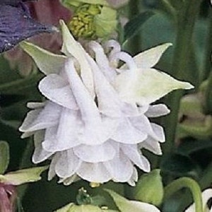 25+ Granny's Lace Aquilegia / Columbine / Perennial / Flower Seeds.