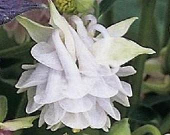25 Perennial White Star Aquilegia Flower Seeds 