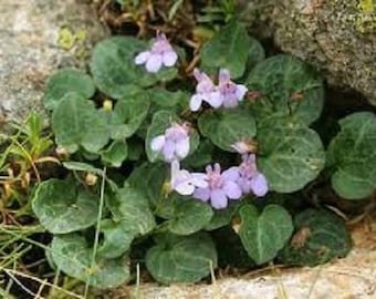 100+ Ivy Cymbalaria / Kenilworth / Perennial / Flower Seeds.