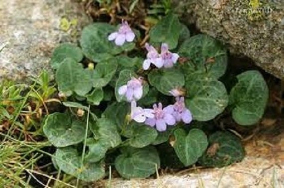 100+ Efeu Cymbalaria / Kenilworth / Staude / Blumensamen. - Etsy Schweiz