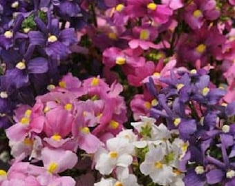 40+ Nemesia Poetry Mix / Sweet Scent / Annual / Flower Seeds.
