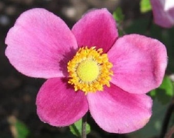 30+ Pink Anemone / Perennial / Flower Seeds.