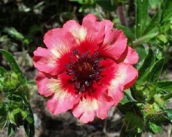 40+ Moulten Fire Potentilla / Nepalenisis / Hardy / Perennial / Flower Seeds.
