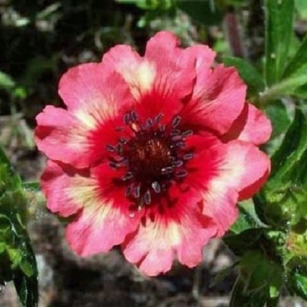 40+ Moulten Fire Potentilla / Nepalenisis / Hardy / Perennial / Flower Seeds.