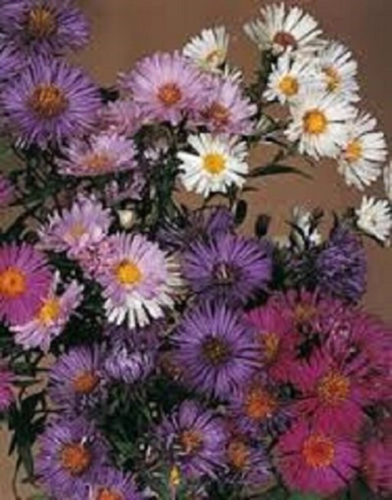 30 Aster Novae Belgii Mix / Annual / Flower Seeds. image 1