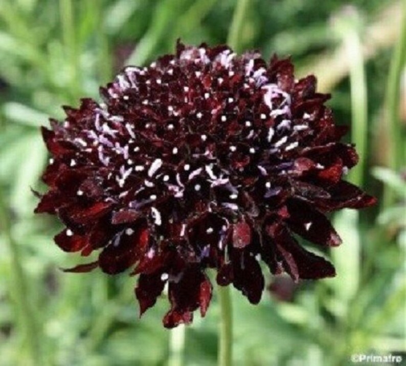 30 Black Knight Pincushion Scabiosa / Perennial / Flower Etsy