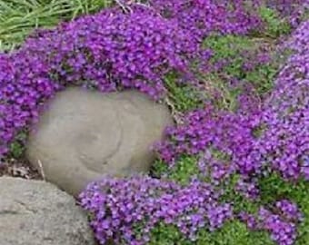 50+ Purple Aubrieta / Rock Cress / Perennial / Flower Seeds.