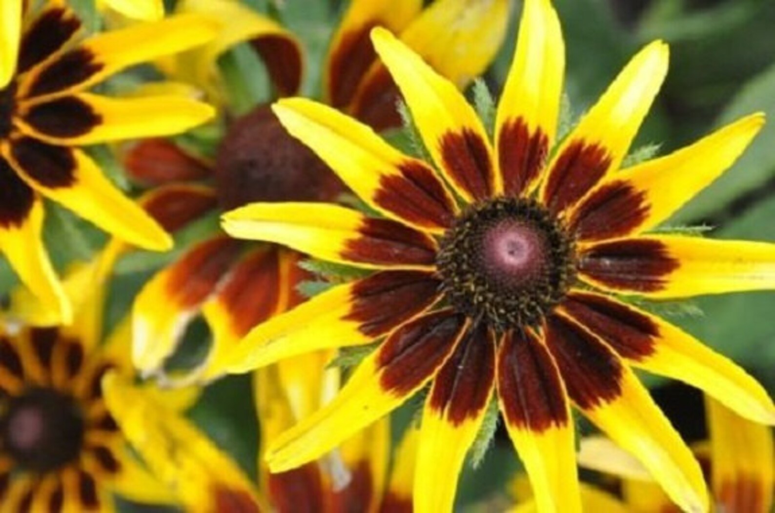 30 Denver Daisy Rudbeckia / Perennial / Flower Seeds. Etsy