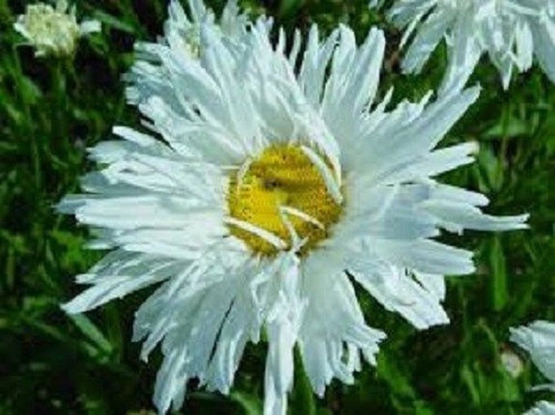 50 White Chrysanthemum Crazy Daisy /ox Eye Daisy/ Perennial / Flower