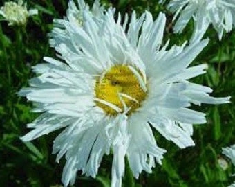 50+ White Chrysanthemum Crazy Daisy /Ox Eye Daisy/ Perennial / Flower Seeds.