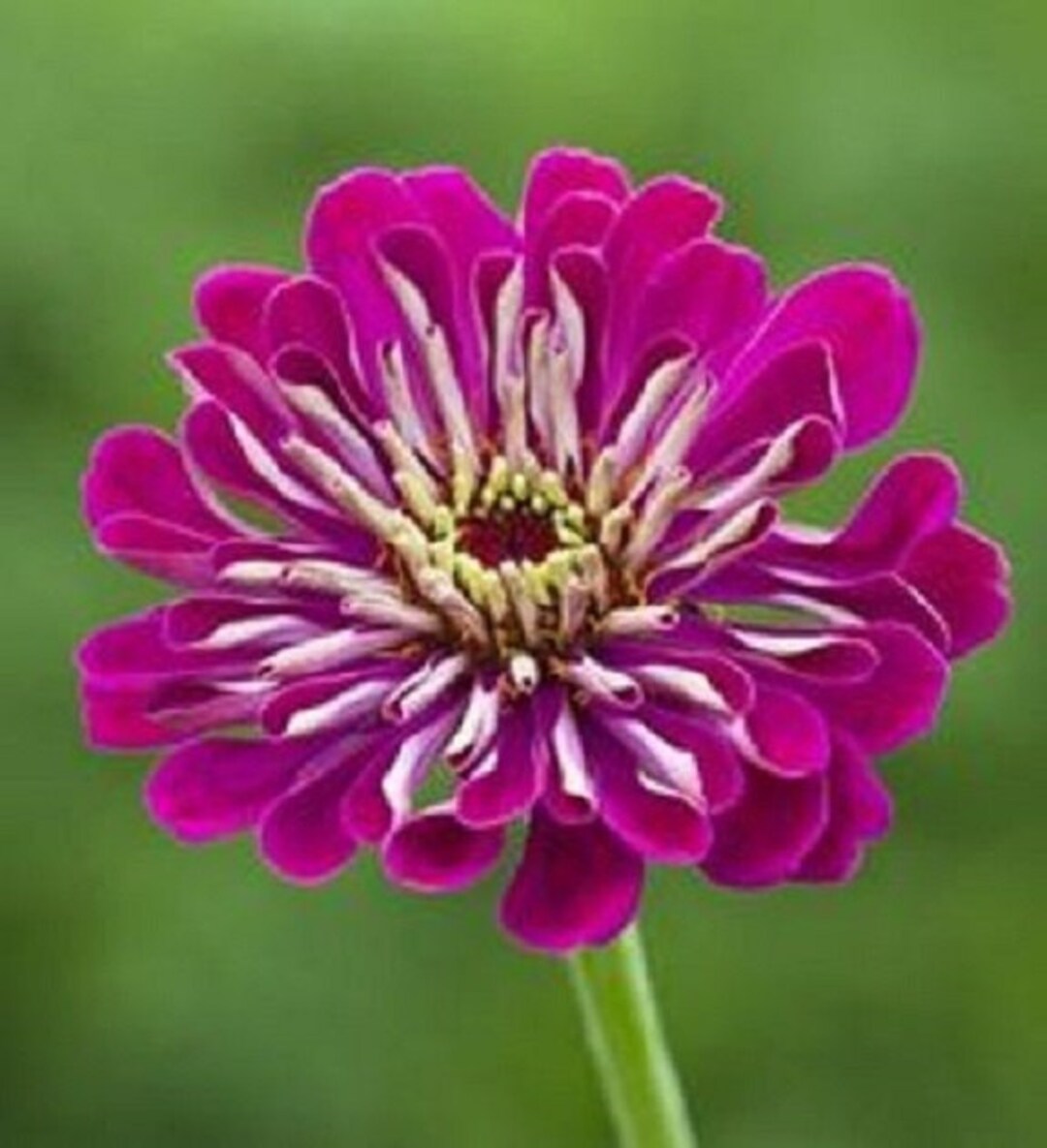 35 Giant Wine Zinnia / Deer Resistant / Flower Seeds. Etsy